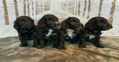 Cockapoo dogs - Advert 15