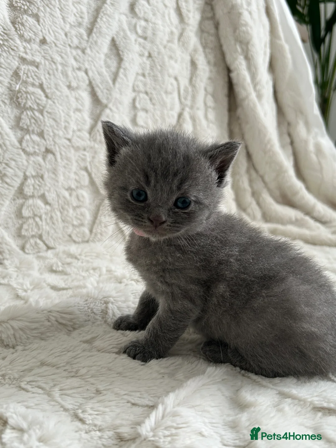 British Shorthair cats for sale: 3 Beautiful male British short haired kittens  - Advert 2