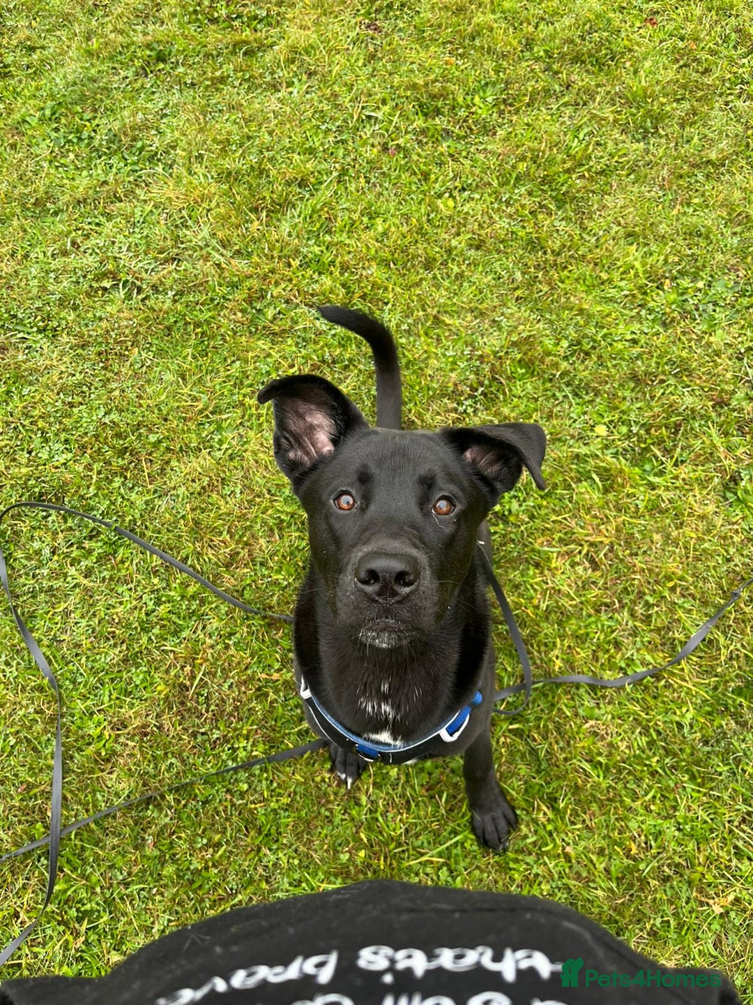 Mixed Breed dogs for stud: Husky x Cane corso  - Advert 3