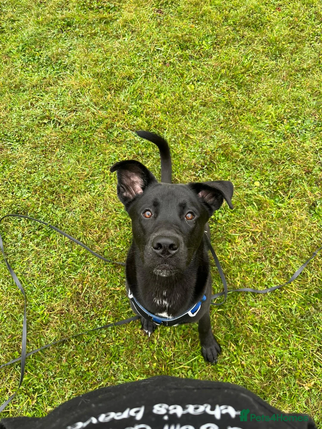 Mixed Breed dogs for stud: Husky x Cane corso  - Advert 3