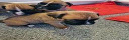 Boxer dogs for sale: STUNNING GORGEOUS KC PUPPIES  - Advert 13