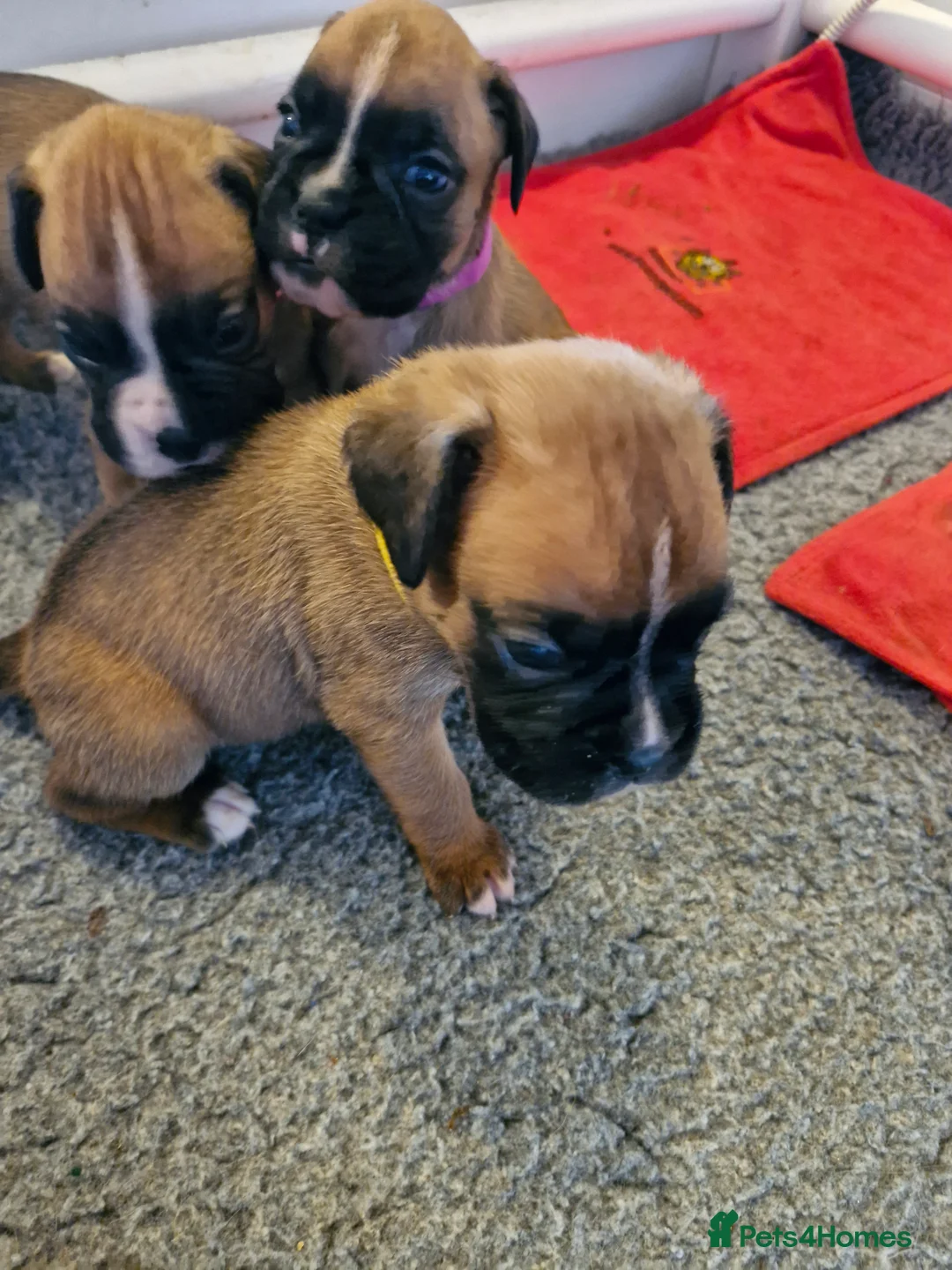 Boxer dogs for sale: STUNNING GORGEOUS KC PUPPIES  - Advert 13