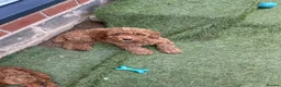 Cockapoo dogs for sale: Adorable F1BB Cockapoos - Advert 21