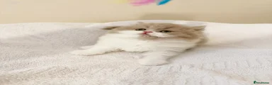 British longhaired Kitten 2