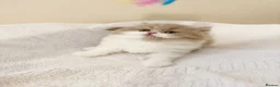 British Shorthair cats for sale: British long hair kittens BLH - Advert 8