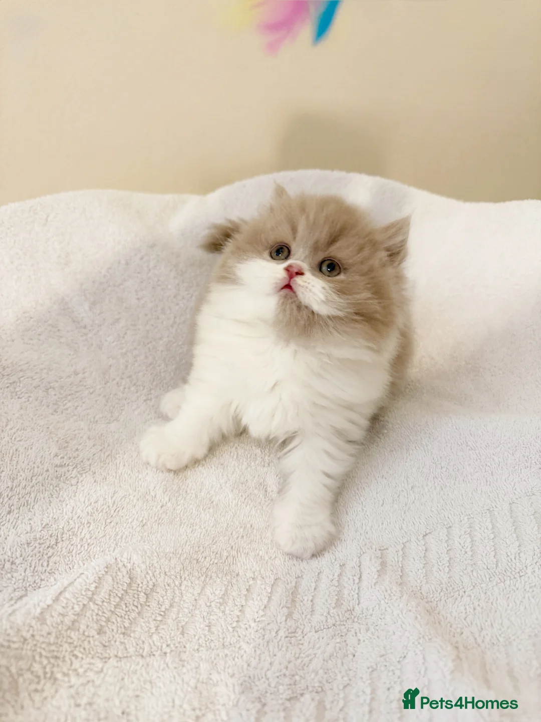 British Shorthair cats for sale: British long hair kittens BLH - Advert 8