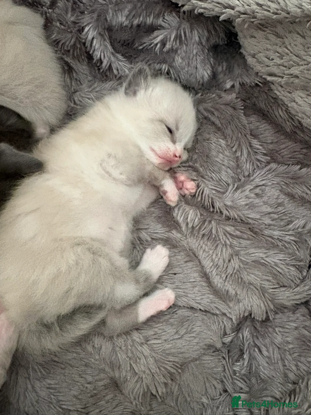 Ragdoll cats for sale: 2 Mixed rag doll kittens for sale  in Prudhoe - Advert 1