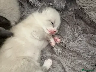 Ragdoll cats 2 Mixed rag doll kittens for sale - Advert 1