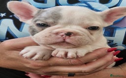 French Bulldog dogs for sale: French Bulldog Puppies - Image 9