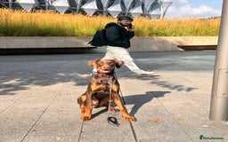 Dobermann dogs for sale: Male doberman  - Image 4