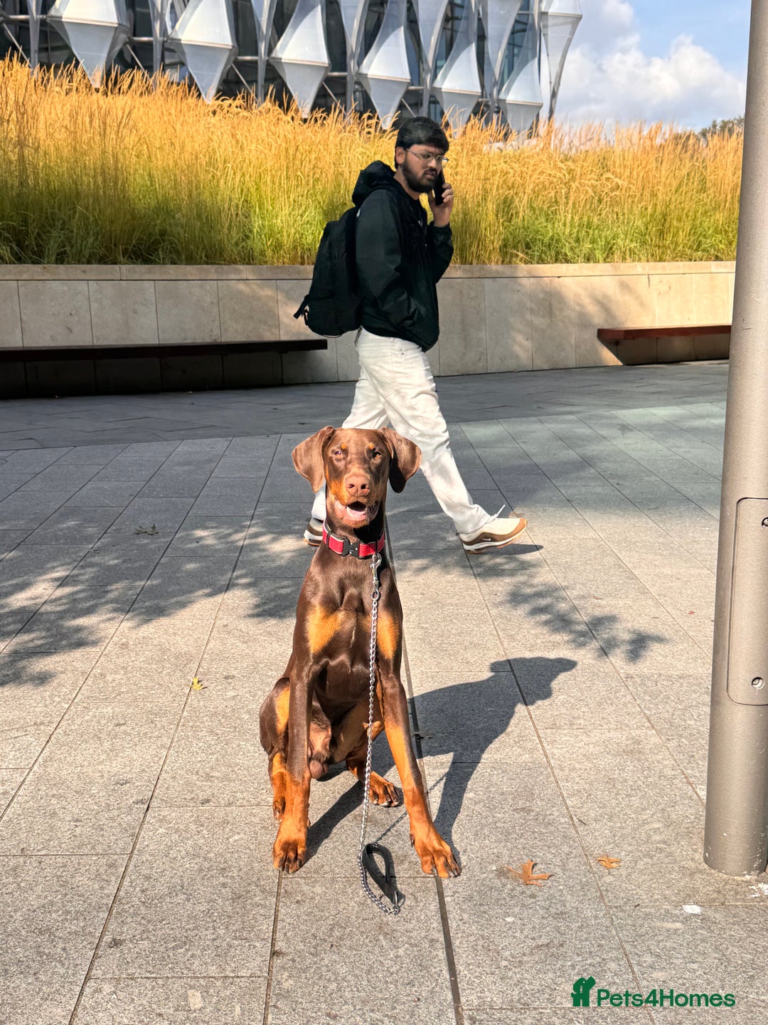 Dobermann dogs for sale: Male doberman  - Image 4
