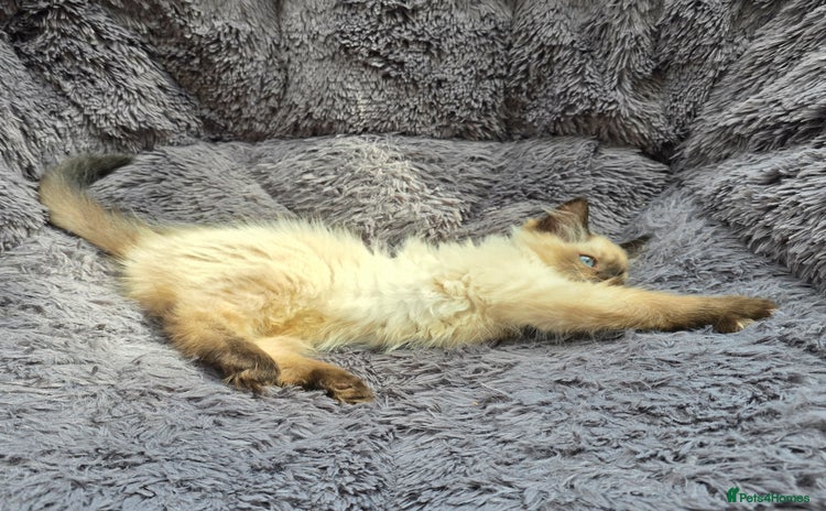 Ragdoll cats - Advert 4