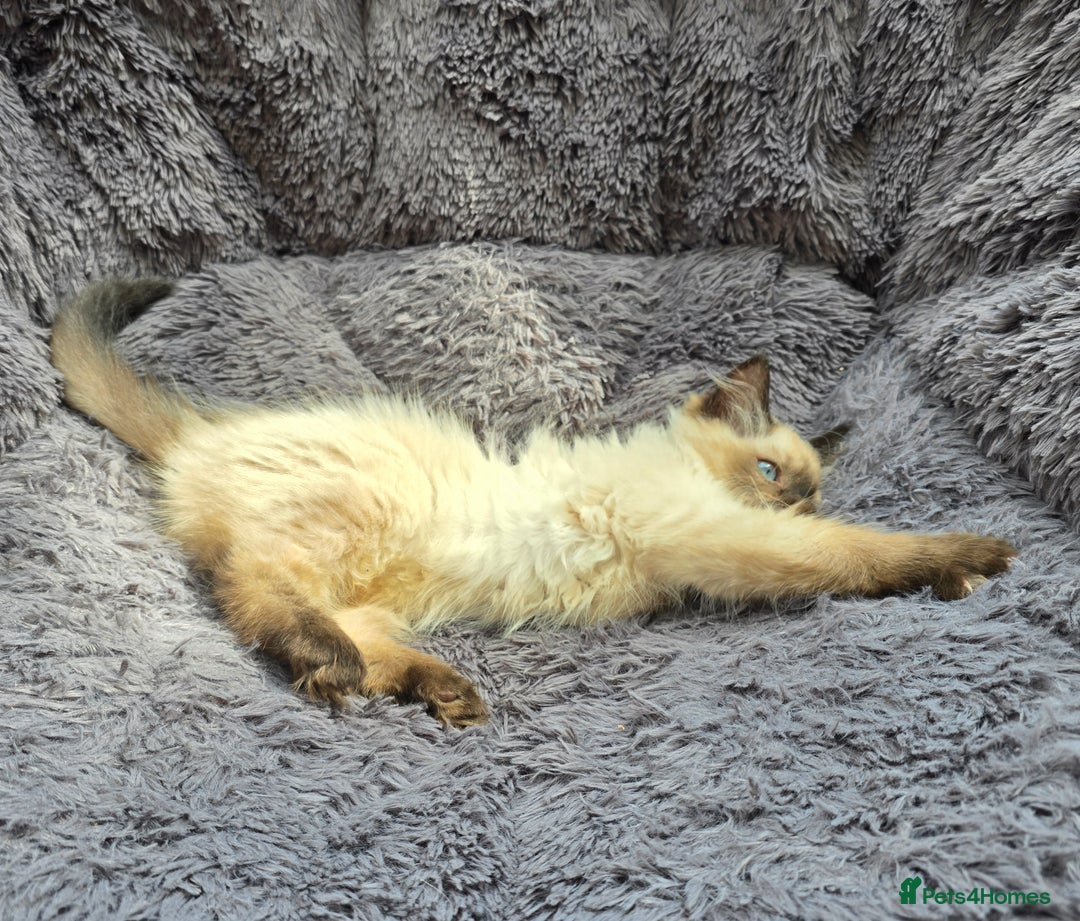 Ragdoll cats for sale: GCCF registered Ragdoll kittens  - Image 2