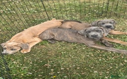 Cane Corso dogs for sale: Cane corso  MALES FULLY VACCINATED  in Dereham - Image 3