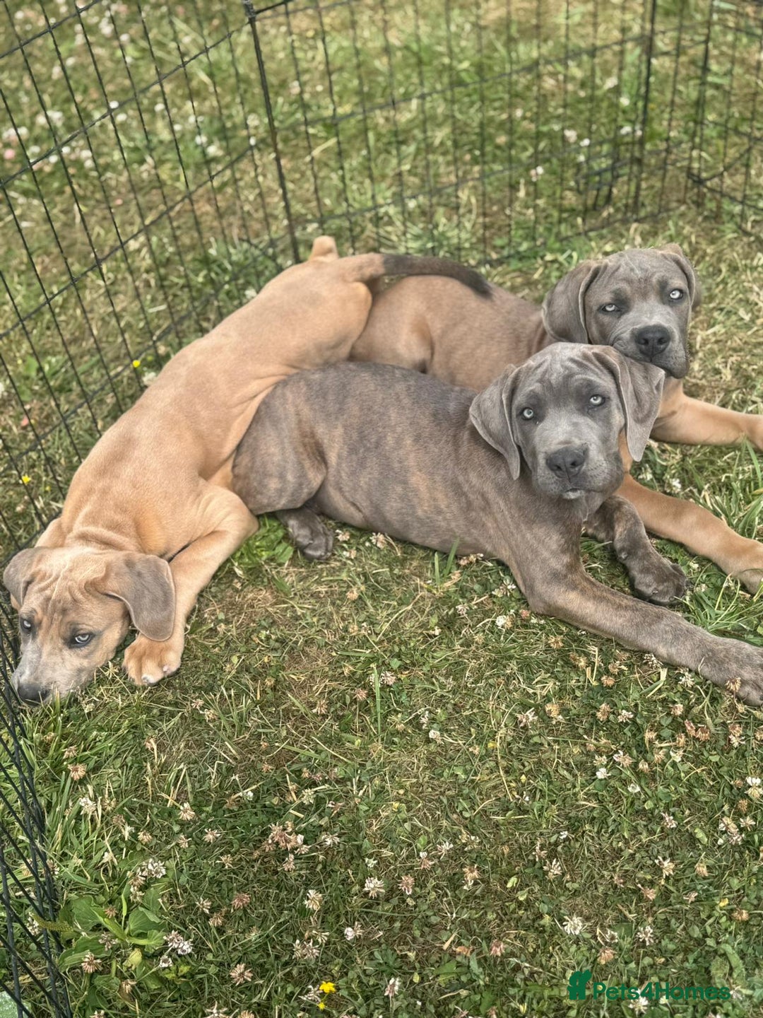 Cane Corso dogs for sale: Cane corso  MALES FULLY VACCINATED  in Dereham - Image 3