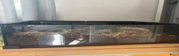 Frog reptiles for sale: Pac-Man frog (horned frog)  - Advert 8