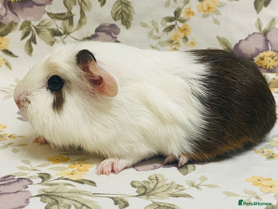 Guinea Pig rodents for sale: Pretty Baby boy Guineapigs ready to reserve  - Image 10