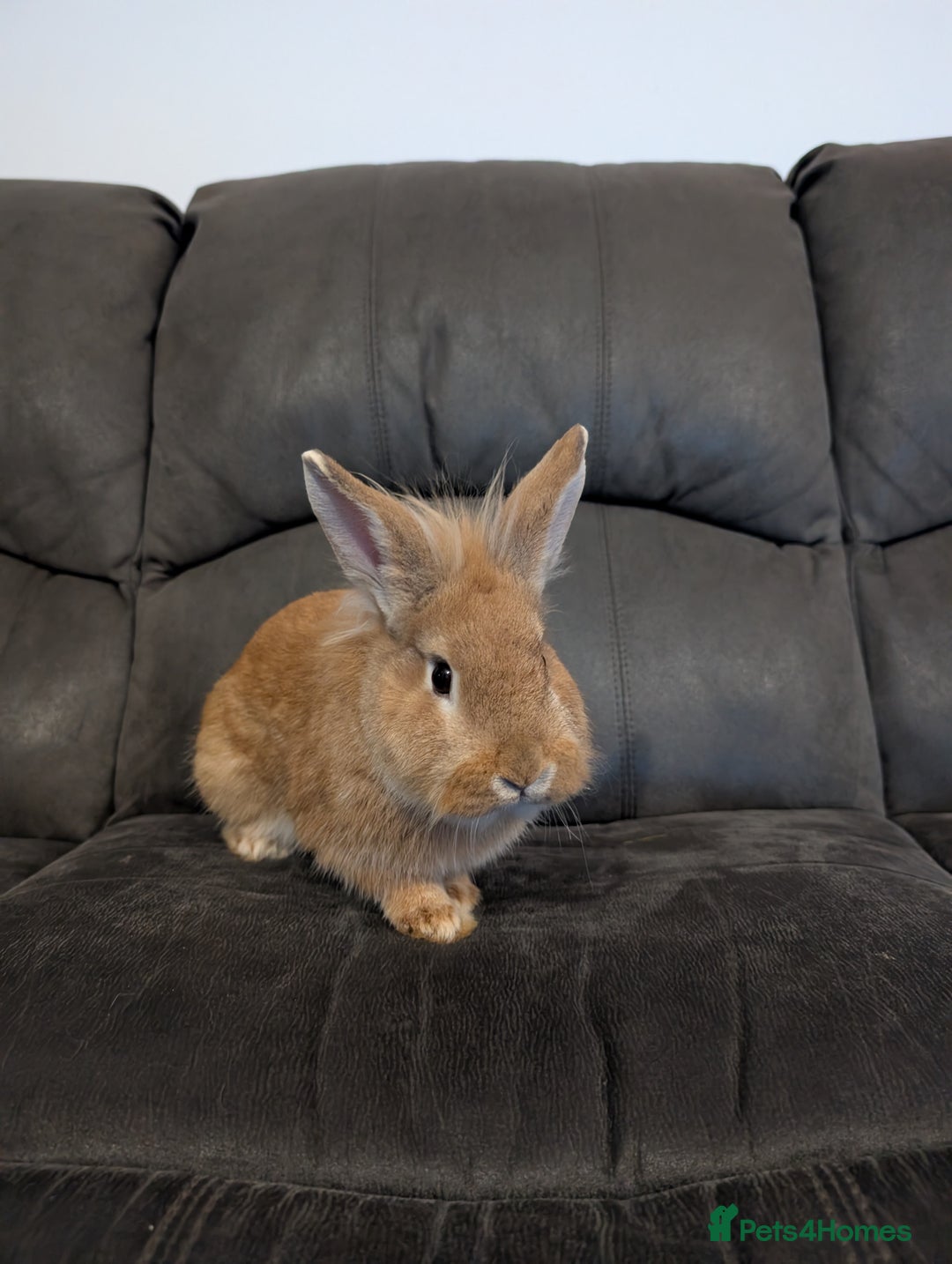 Lionhead rabbits for sale: Male rabbit – free to a good home - Advert 1