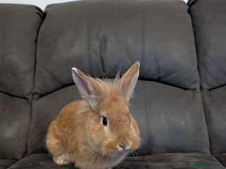 Lionhead rabbits Male rabbit – free to a good home - Advert 1