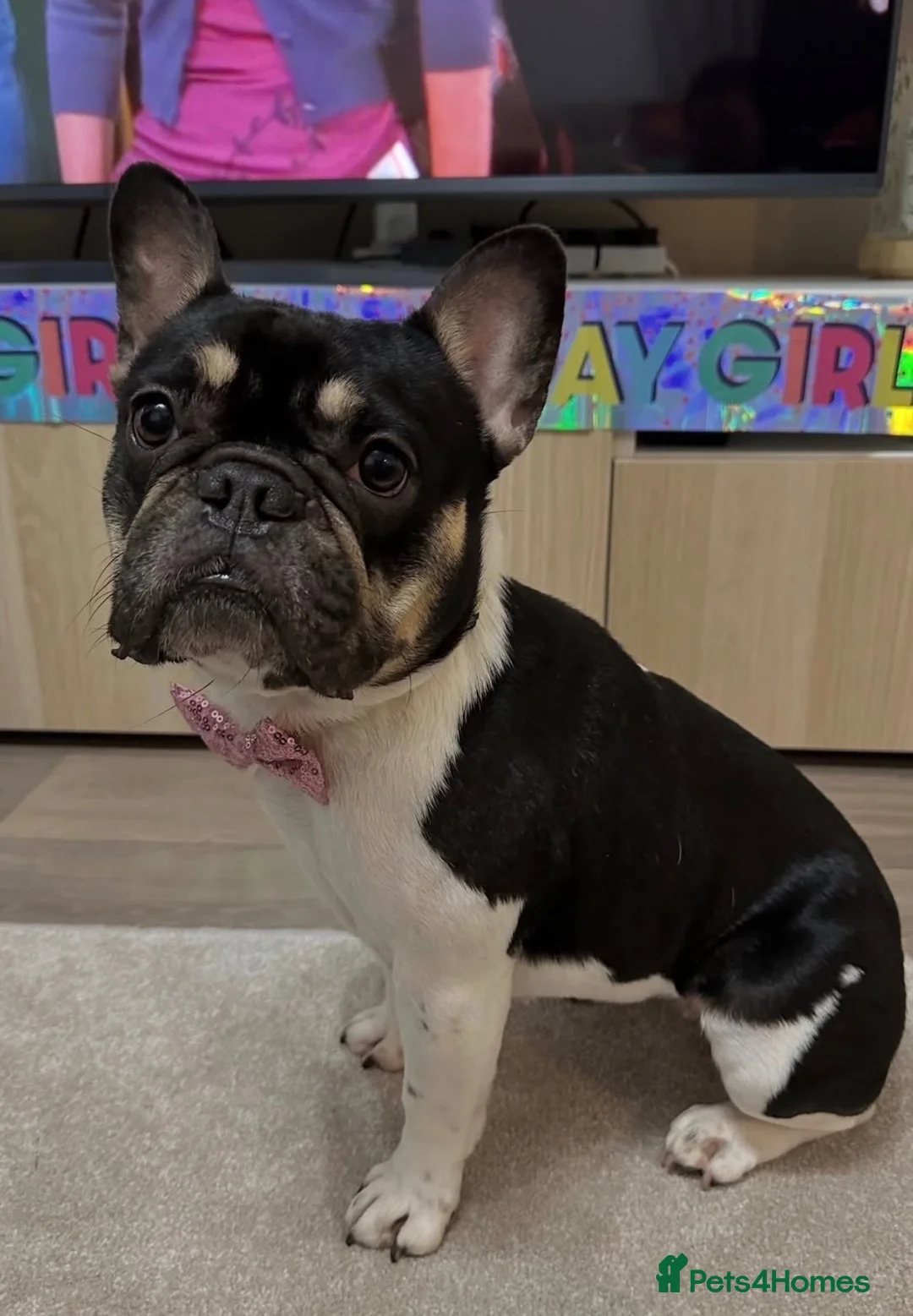 French Bulldog dogs for sale: Reece - Advert 2