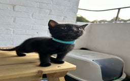 British Longhair cats for sale: Ready to home🤍 3 Black Tabby & 2 Multicoloured - Image 12
