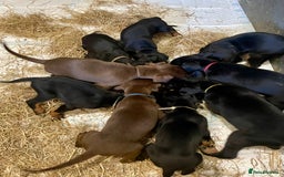 Dobermann dogs for sale: Doberman pups - Advert 14