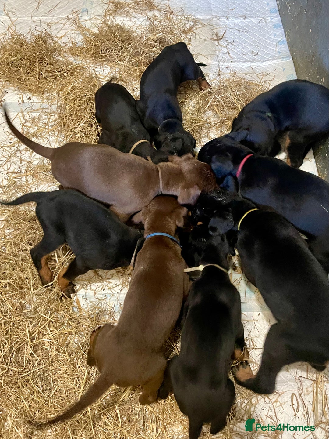 Dobermann dogs for sale: Doberman pups - Advert 14