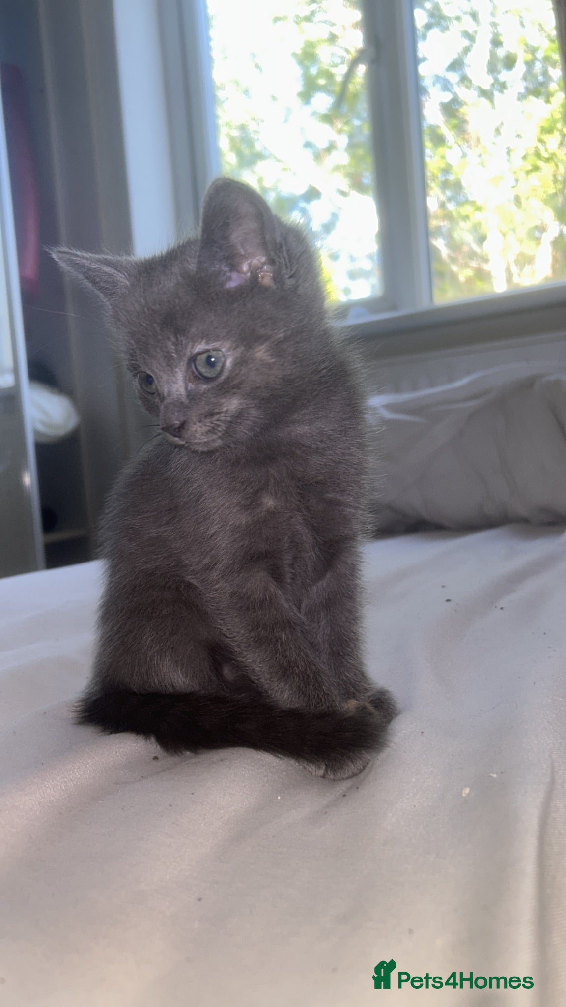 Mixed Breed cats Ragdoll mix  - Advert 13