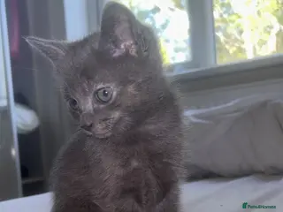 Mixed Breed cats Ragdoll mix - Advert 6
