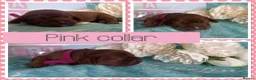 Cavalier King Charles Spaniel dogs for sale: Beautiful KC registered CKCS litter 💛 - Advert 12