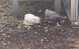 Chickens poultry for sale: Bantam chickens & quail  - Image 2