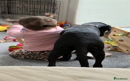 Hungarian Vizsla dogs for sale: Vizlador Female 10 months old  - Image 7