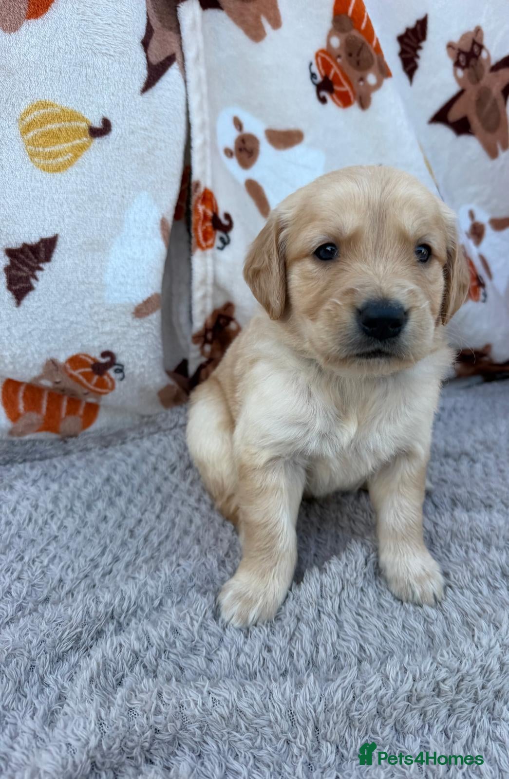 Golden Retriever dogs Beautiful golden retriever puppies - Advert 2