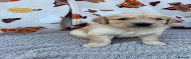 Golden Retriever 6