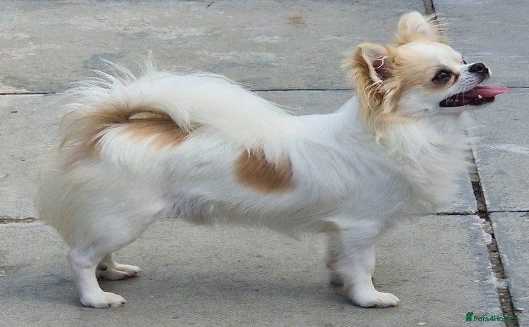 Chihuahua dogs - Advert 3