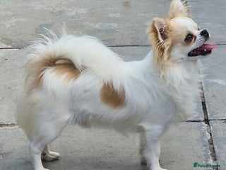 Chihuahua dogs - Advert 6