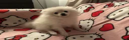 Pomeranian dogs for sale: Beautiful Triple Coat Male Pomeranian Puppy - Advert 3
