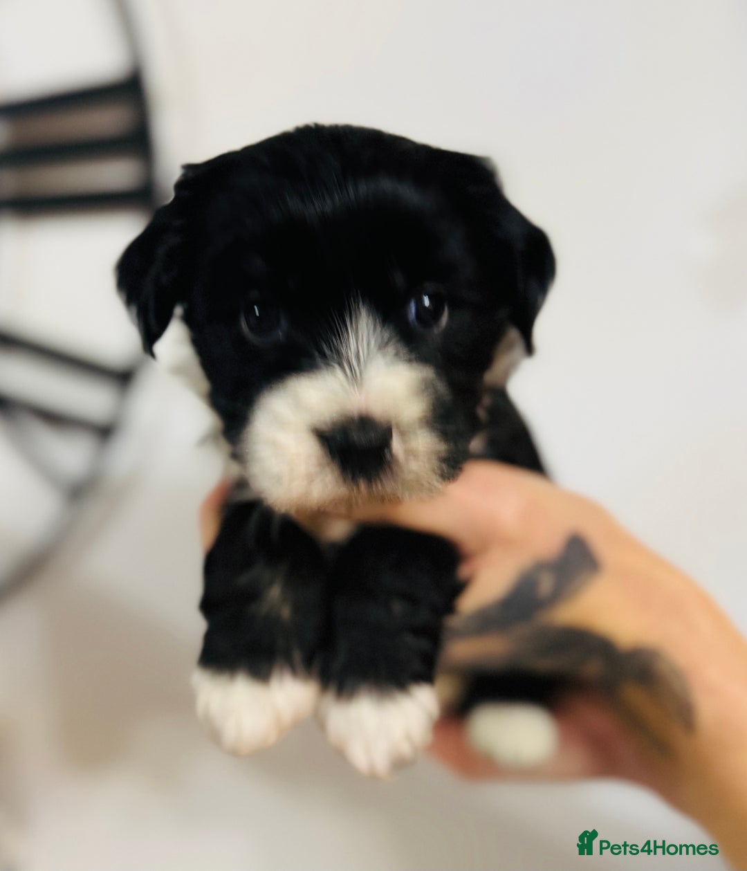 Tibetan Terrier dogs for sale: KC Reg, Fully Health Tested Tibetan Pups - Image 9