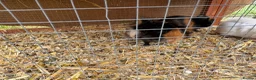 Guinea Pig rodents for sale: Baby Guinea pigs  - Advert 2