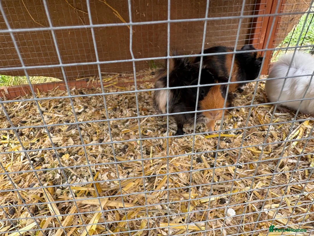 Guinea Pig rodents for sale: Baby Guinea pigs  - Advert 2