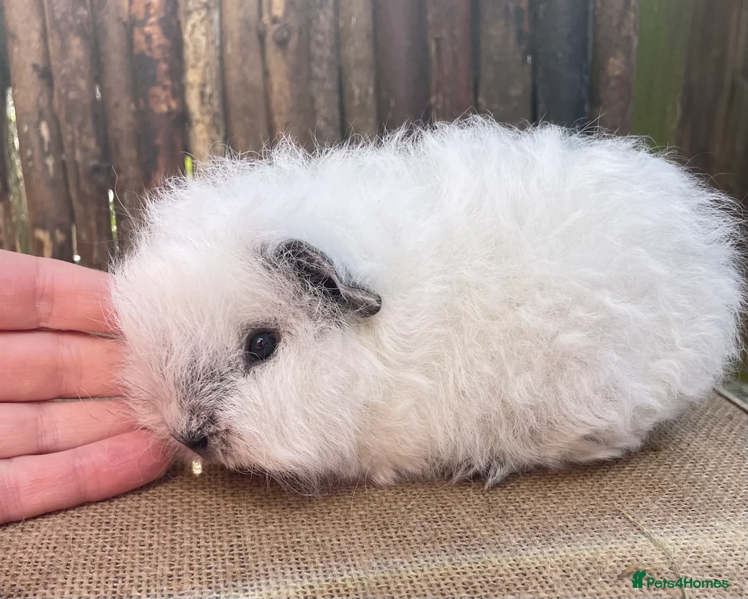Guinea Pig rodents for sale: Swiss teddy babies - Advert 2