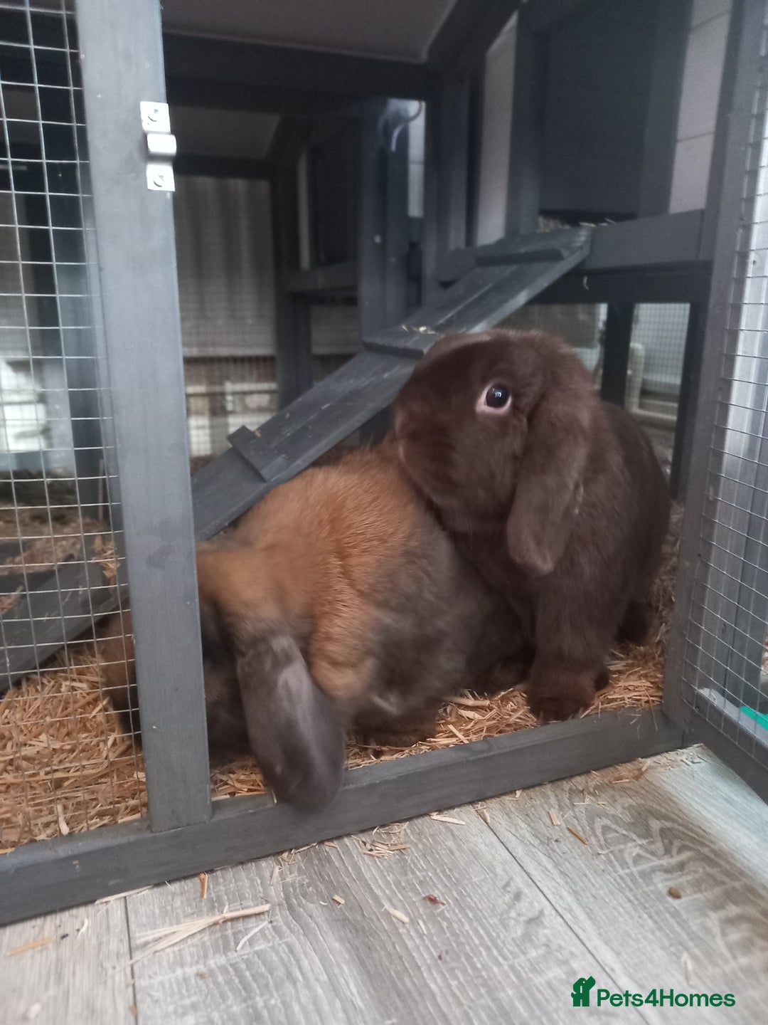 Mini Lop rabbits for sale: Two mini lops, boy and girl, boy is neutered  - Advert 3