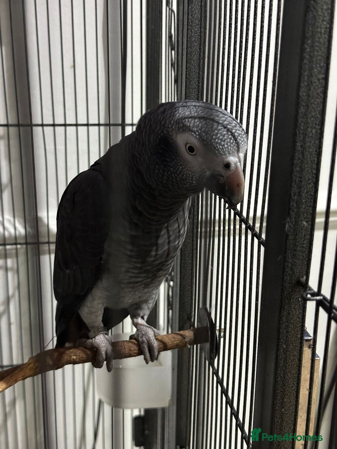 Parrots birds for sale: Selling my beautiful African grey - Advert 3