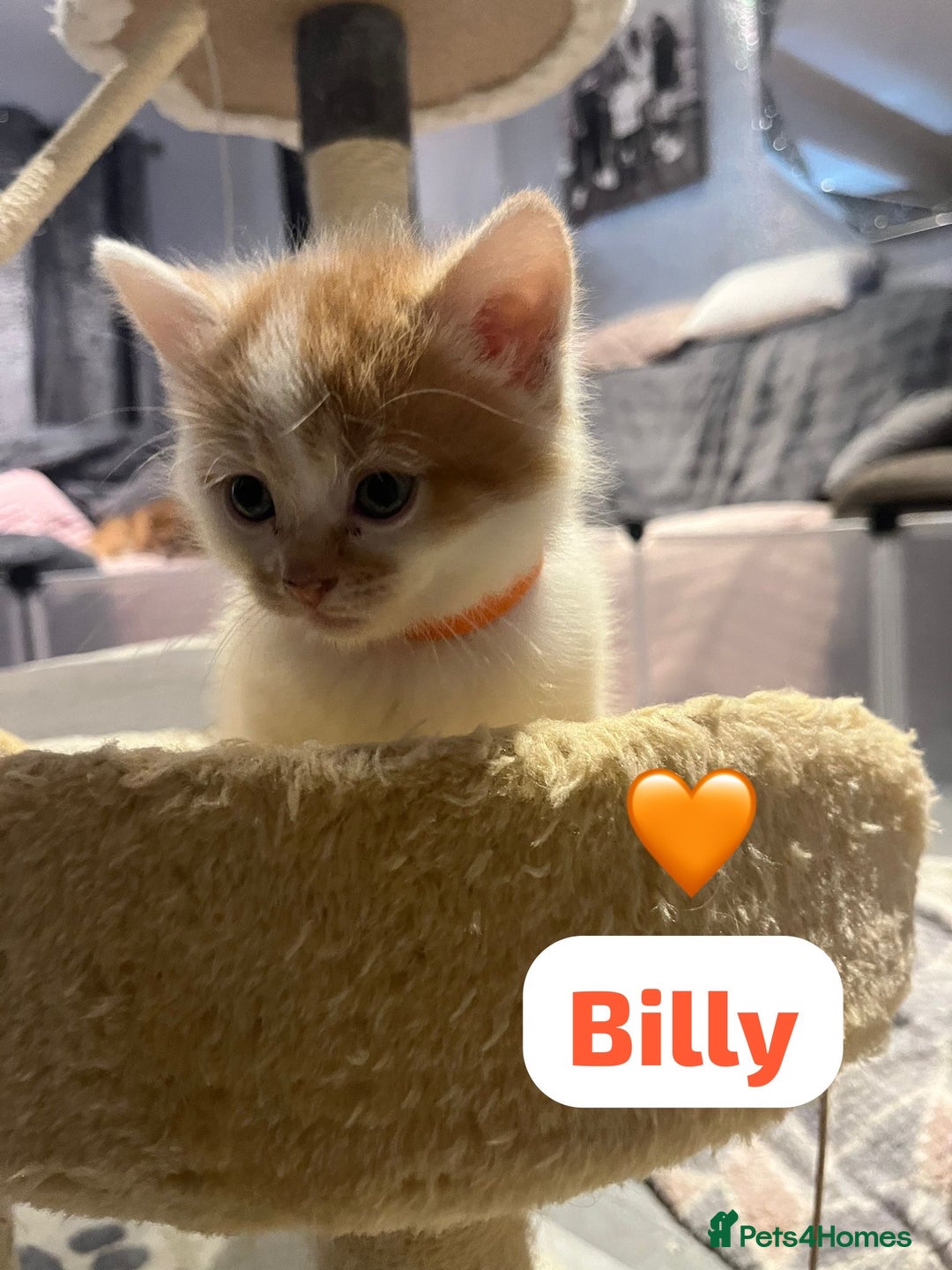 Mixed Breed cats for sale: 🐾 8 Beautiful kittens….🩵🩷 - Advert 28