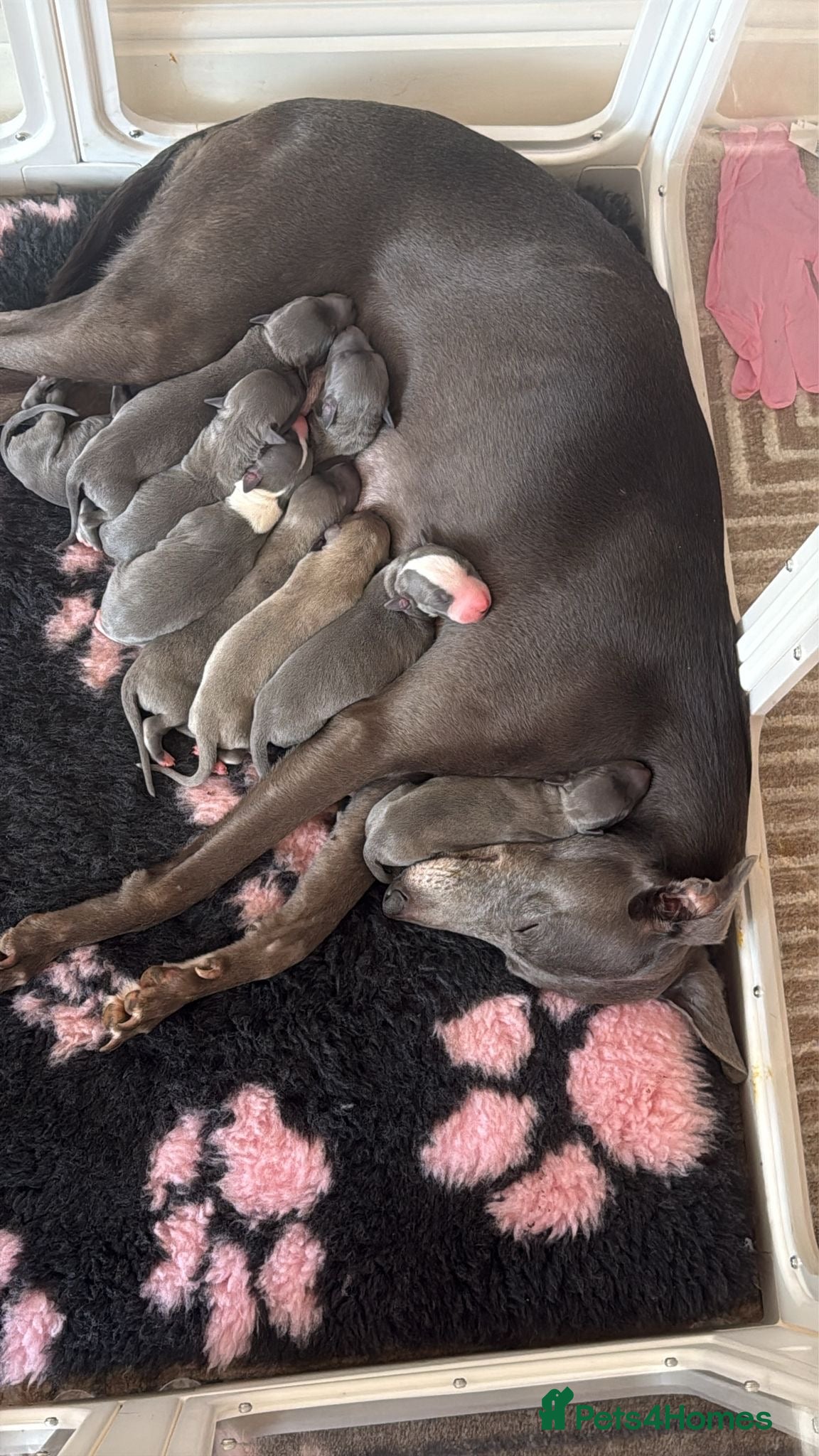 Whippet dogs Blue whippet pups  - Advert 3