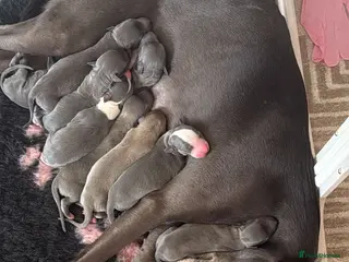 Whippet dogs Blue whippet pups - Advert 13