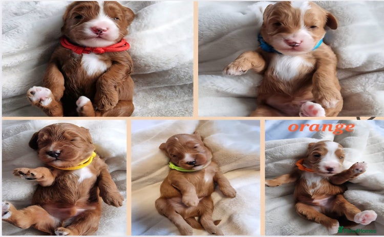 Cavapoo dogs - Advert 3