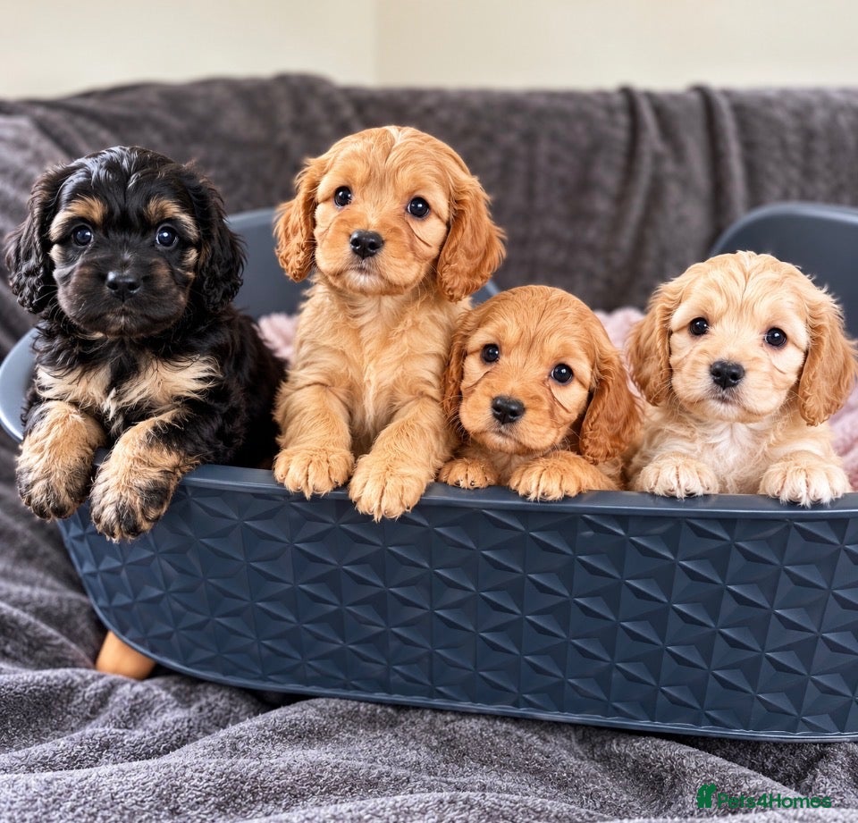 Cavapoo dogs First sneak peek of these adorable Cavapoo’s - Advert 2