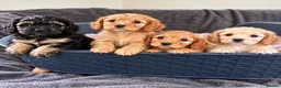 Cavapoo dogs for sale: First sneak peek of these adorable Cavapoo’s - Advert 1