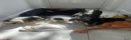 Cocker Spaniel dogs for sale: Quality Show type cocker spaniel puppies  - Advert 2